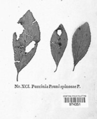 Tranzschelia pruni-spinosae image